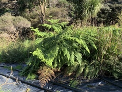 Hypolepis dicksonioides