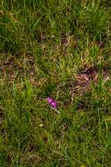 Senecio polyodon subglaber