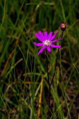 Senecio polyodon subglaber