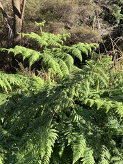 Hypolepis dicksonioides