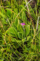 Senecio speciosus