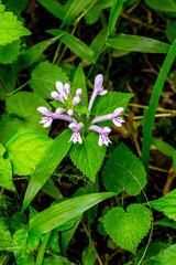 Stachys tubulosa