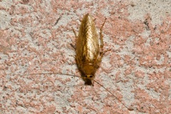 Ectobius vittiventris
