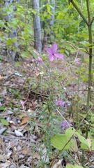 Chamaenerion dodonaei