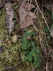 Chiloglottis trapeziformis