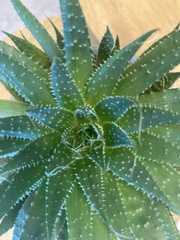 Aristaloe