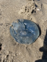 Cnidaria