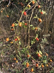 Rosa rubiginosa