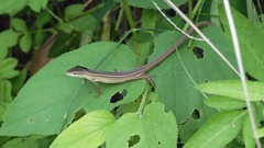 Takydromus formosanus