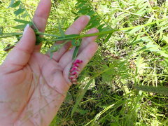 Vicia megalotropis