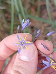 Dianella
