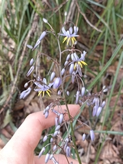 Dianella