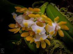 Gastrochilus japonicus