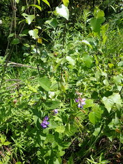 Vicia unijuga