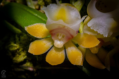Gastrochilus japonicus