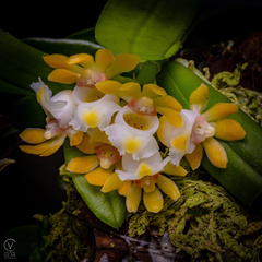Gastrochilus japonicus