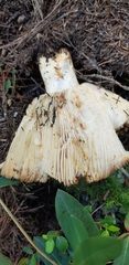 Russula cerolens