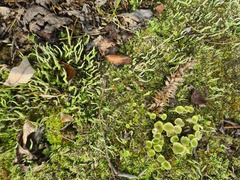 Cladonia fimbriata