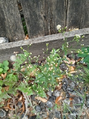 Erigeron canadensis