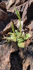 Pterostylis boormanii