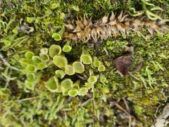 Cladonia fimbriata