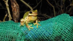 Hyla chinensis