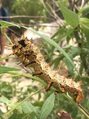 Citheronia splendens