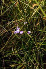 Utricularia livida
