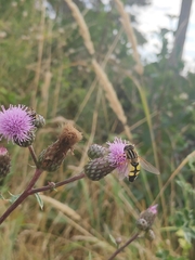 Helophilus trivittatus