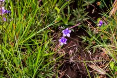 Wahlenbergia krebsii