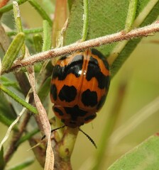Paropsisterna octomaculata