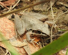 Litoria latopalmata