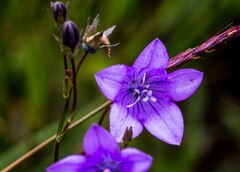 Wahlenbergia krebsii