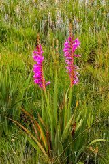 Watsonia densiflora