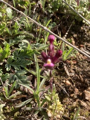 Parentucellia latifolia