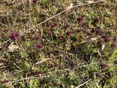 Parentucellia latifolia