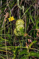 Xysmalobium involucratum