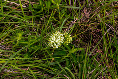 Xysmalobium involucratum