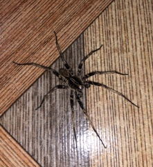 Acanthoctenus