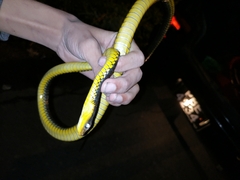 Chironius carinatus