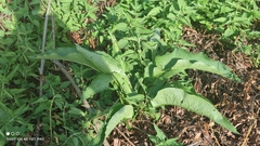 Rumex hydrolapathum