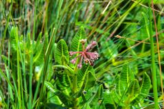 Xysmalobium parviflorum