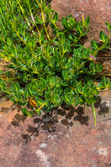 Xysmalobium parviflorum