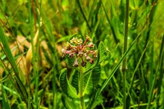 Xysmalobium parviflorum