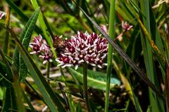 Xysmalobium