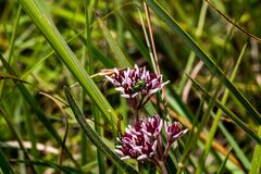 Xysmalobium