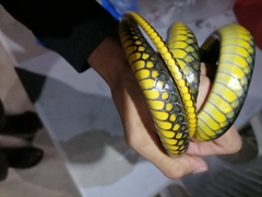 Chironius carinatus