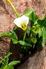 Zantedeschia albomaculata