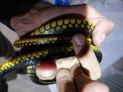 Chironius carinatus