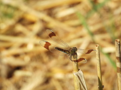 Sympetrum pedemontanum